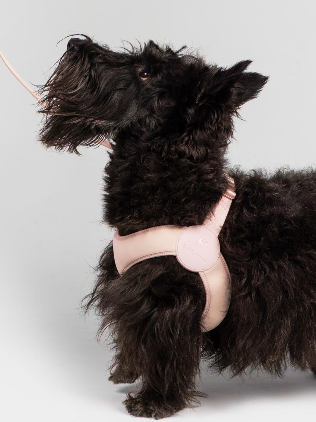 Dog Harness