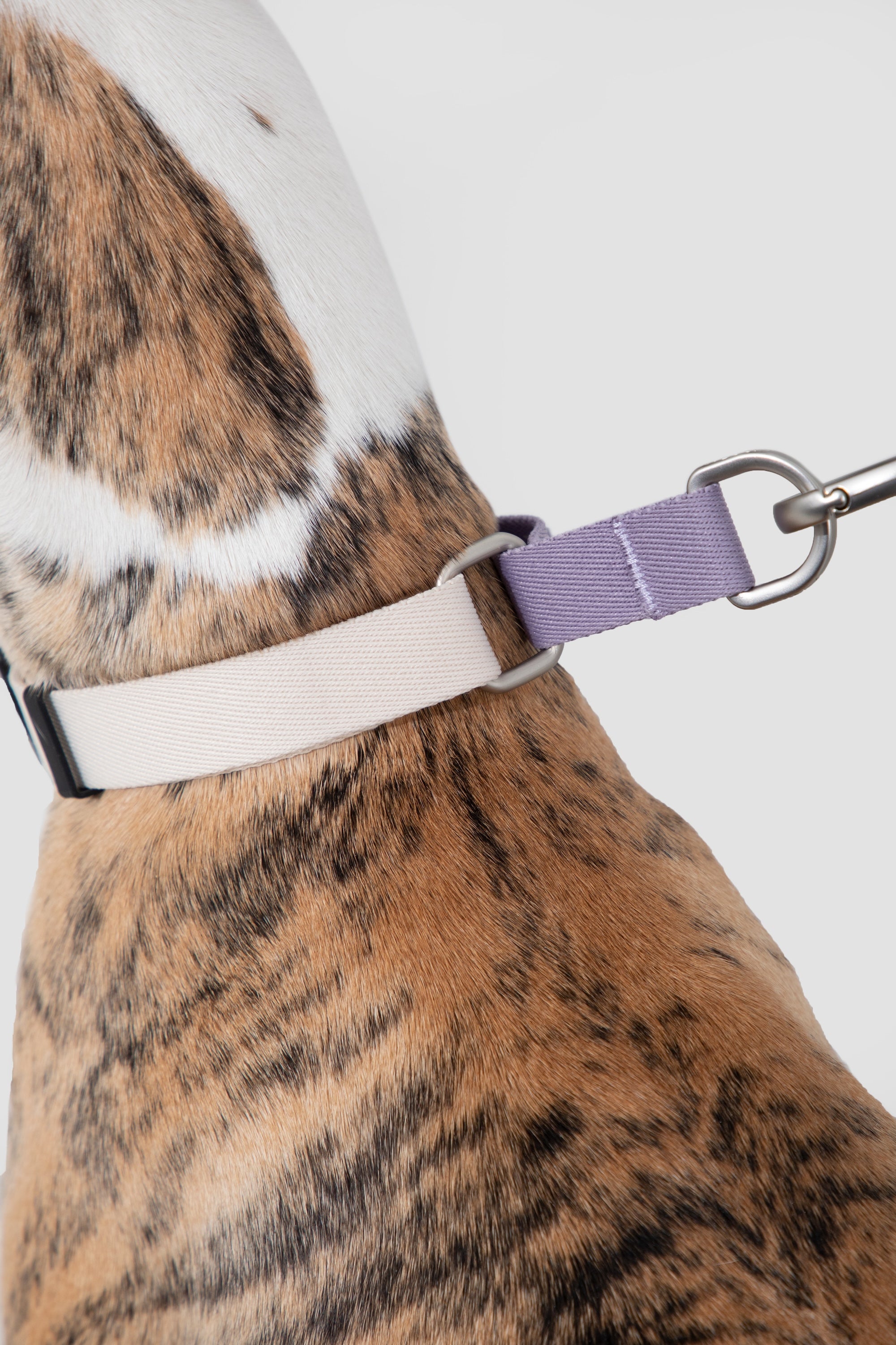 Dog Collar