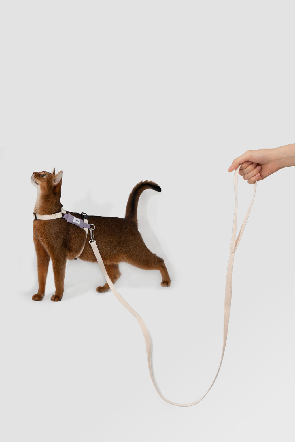 Cat Harness