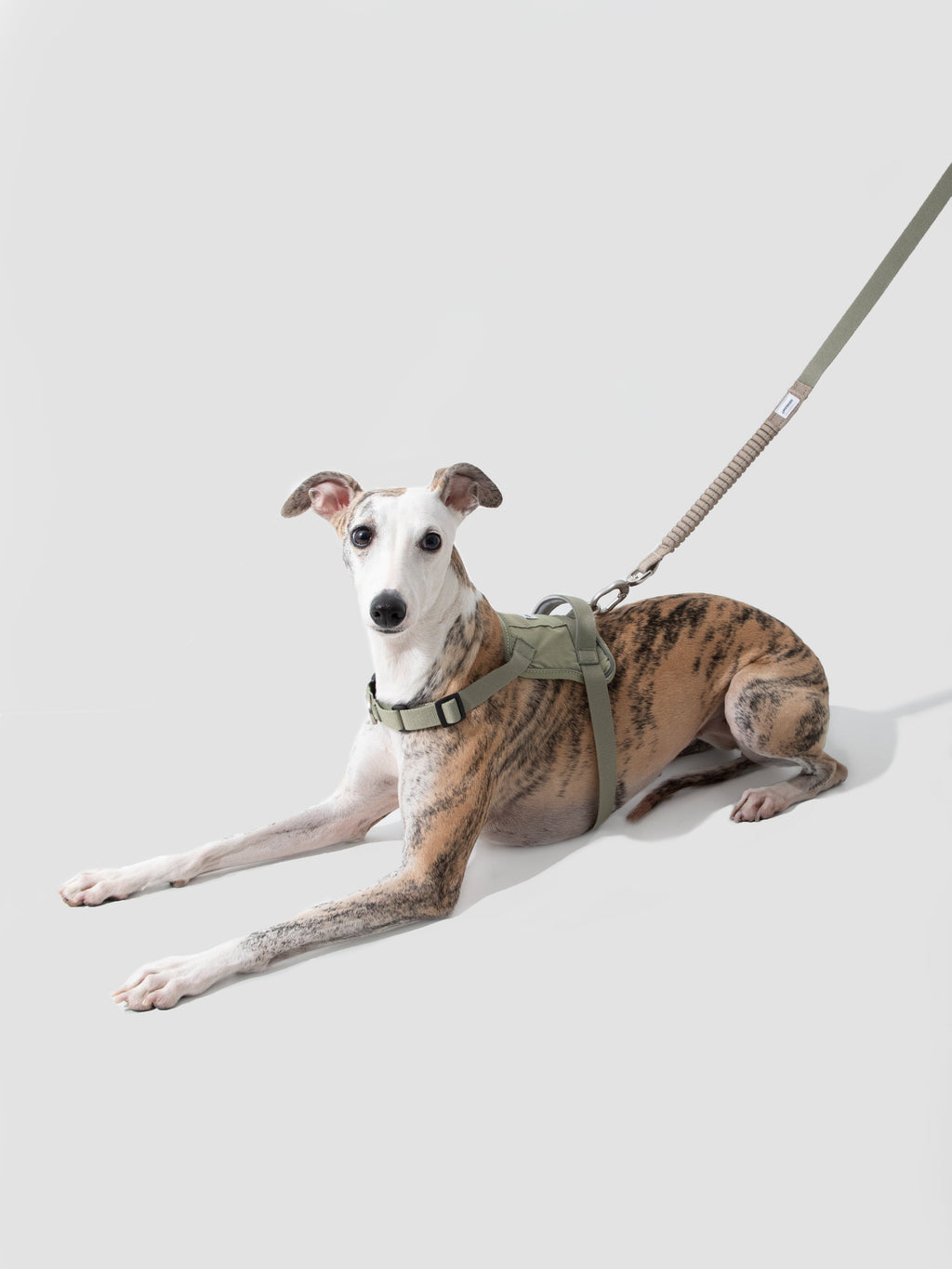 Dog Harness