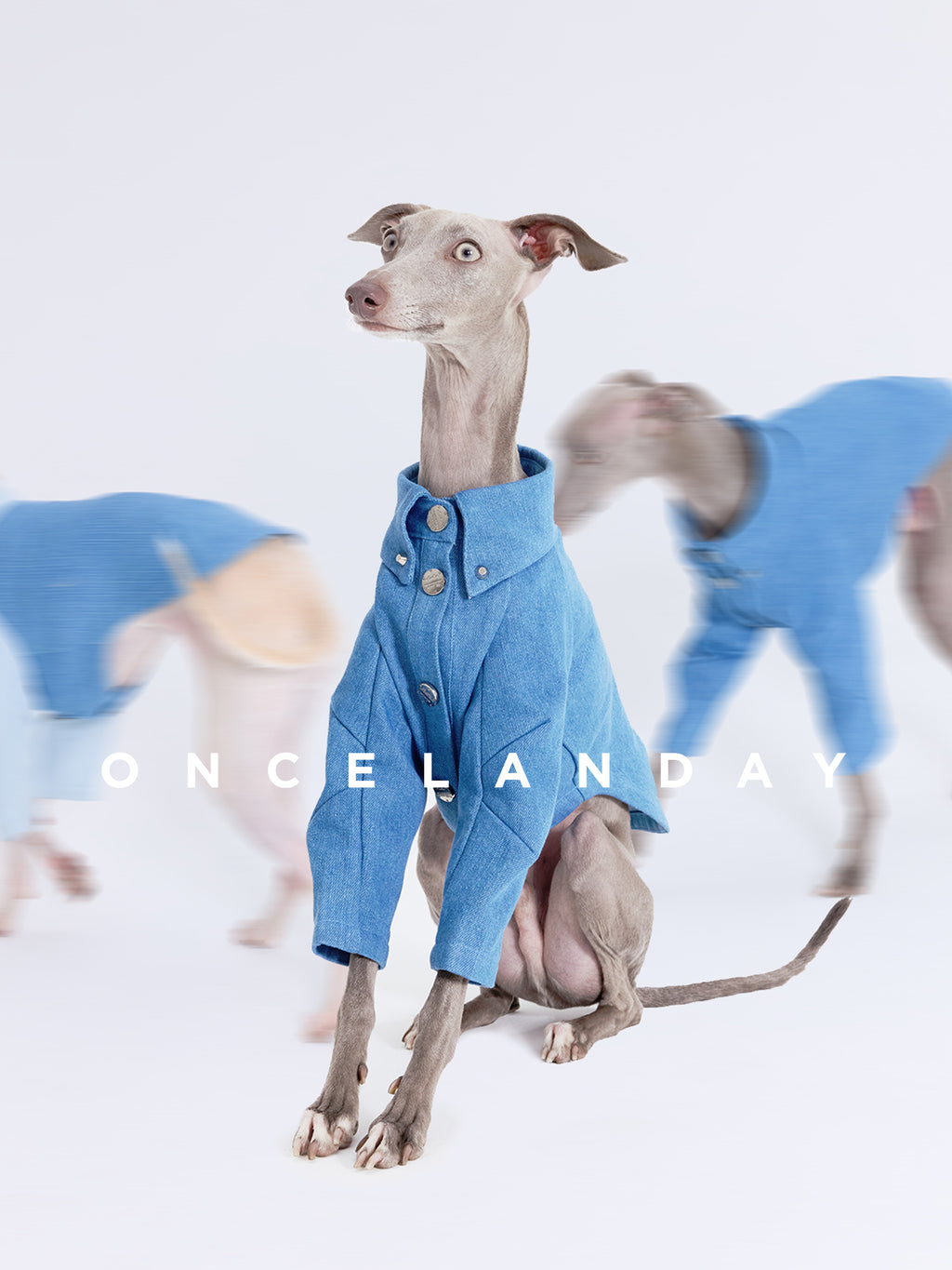 Oncelanday dog denim shirt featuring classic blue denim fabric and button closure, suitable for stylish pet outfits.