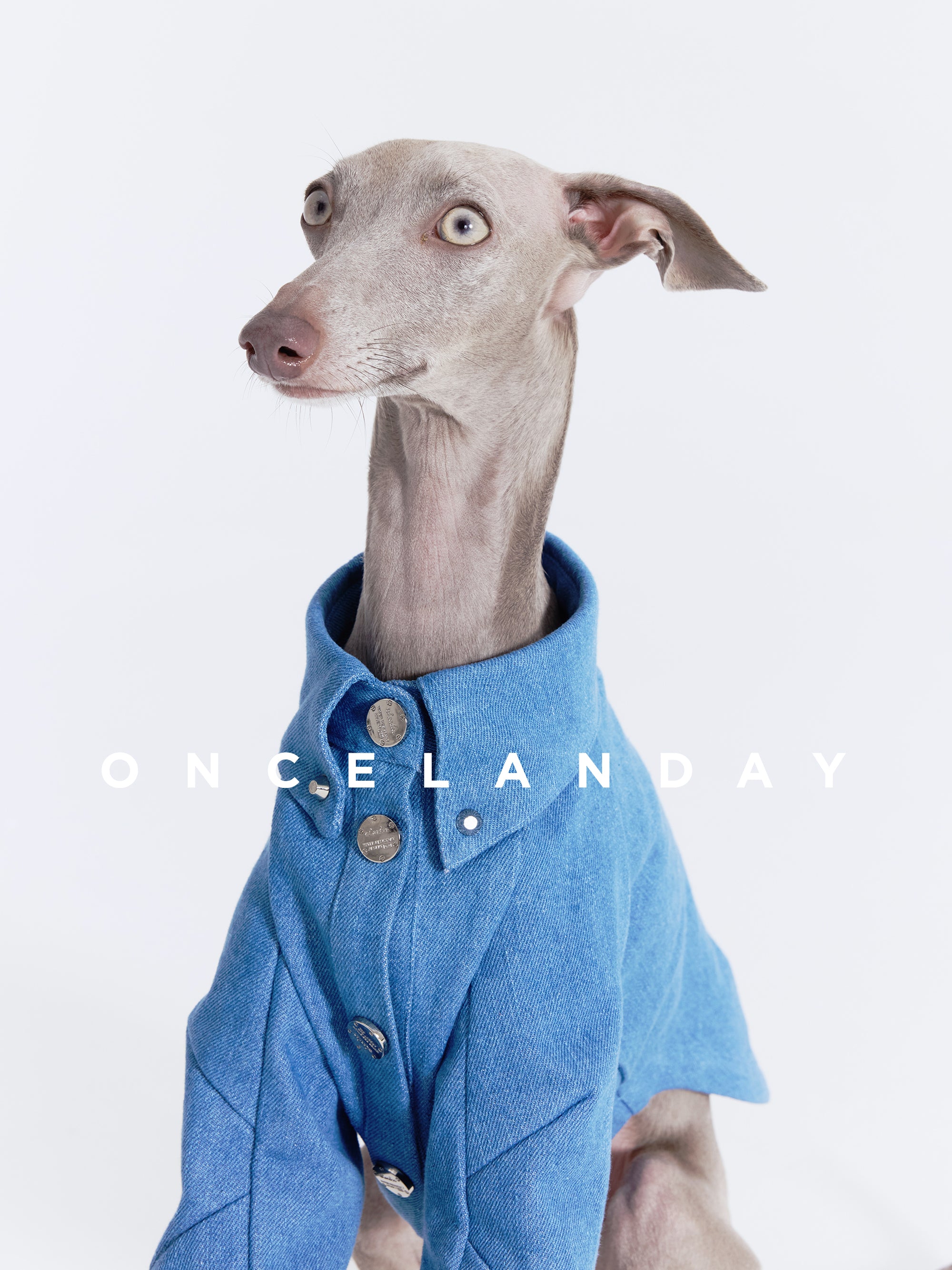 Oncelanday dog denim shirt featuring classic denim fabric, button closure, and stylish design for small to medium dogs.