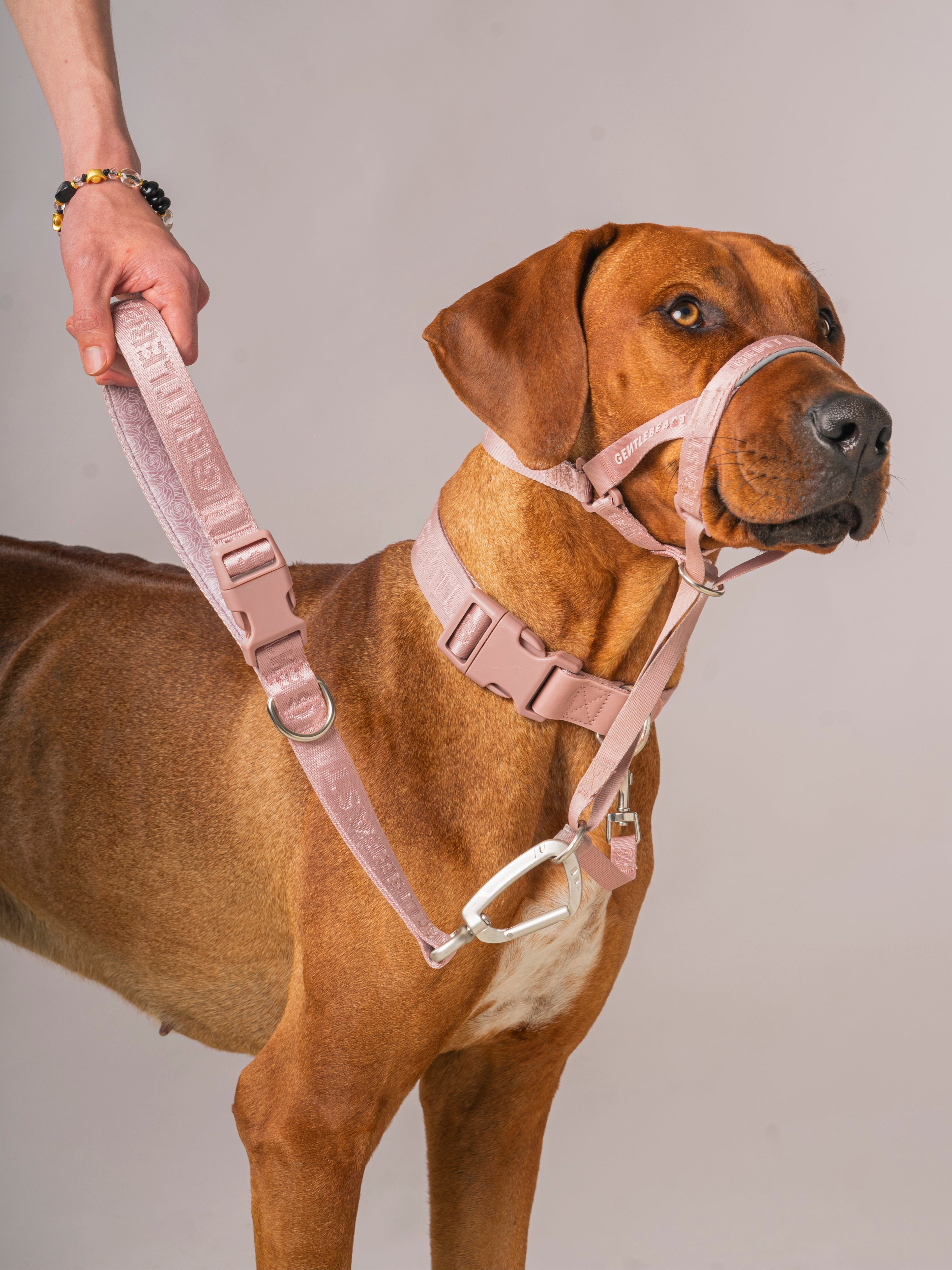 GENTLEBEAST pink short leash for dogs displayed on a white background, showcasing its sturdy clip and soft grip handle.