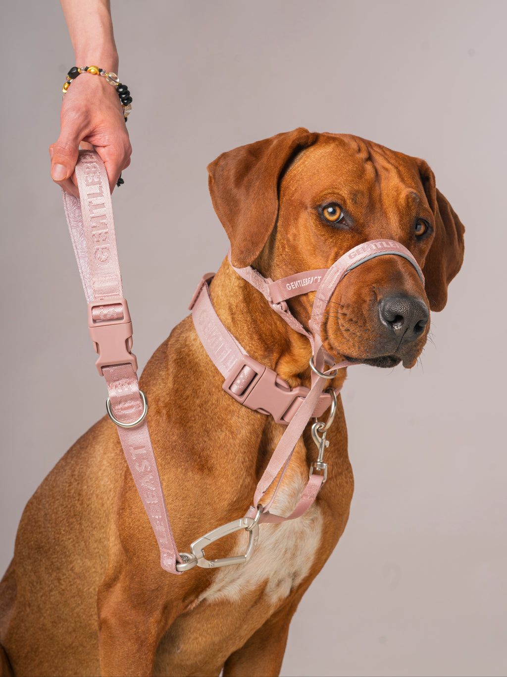 GENTLEBEAST pink short leash for dogs, showcasing a durable design with a comfortable grip and stylish color.