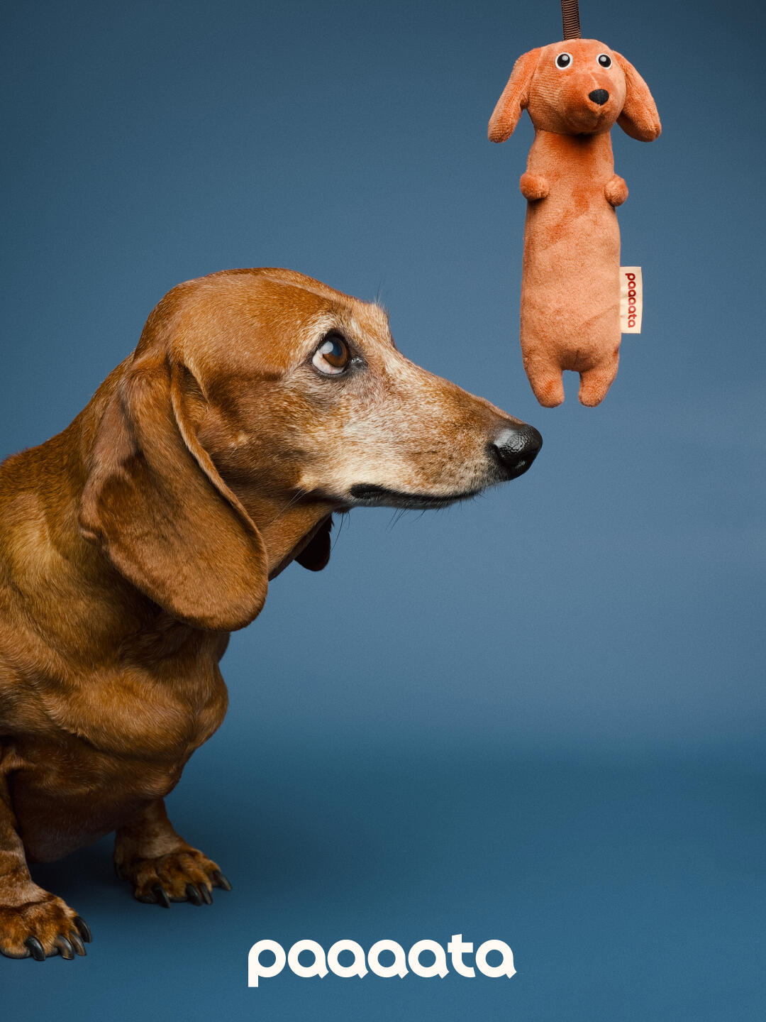 Hachshund Plush Keychain