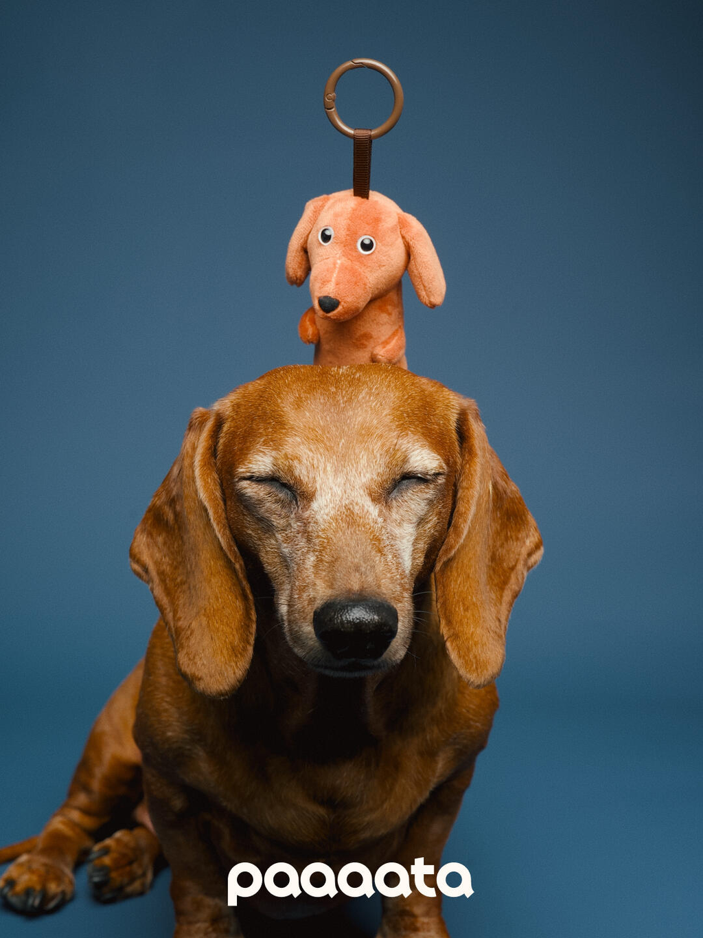 Hachshund Plush Keychain