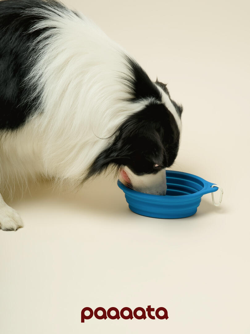Collapsible Silicone Pet Bowl - VOF