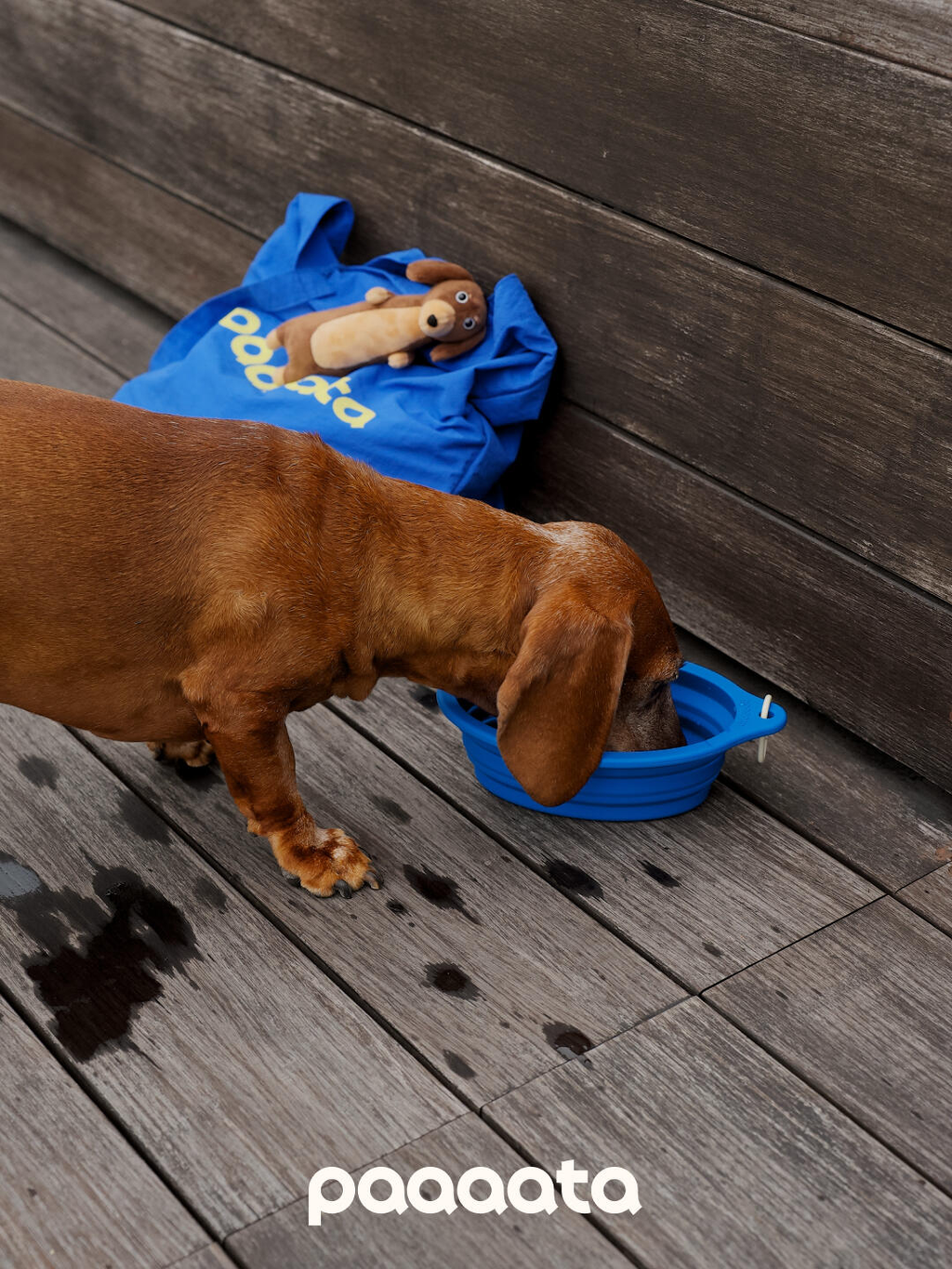 Collapsible Silicone Pet Bowl - VOF