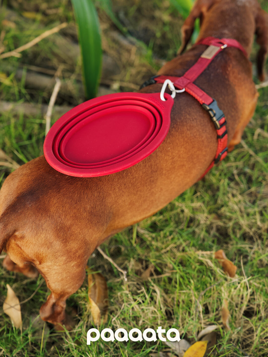 Collapsible Silicone Pet Bowl - VOF