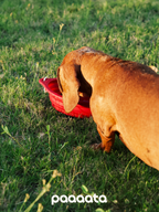 Collapsible Silicone Pet Bowl - VOF