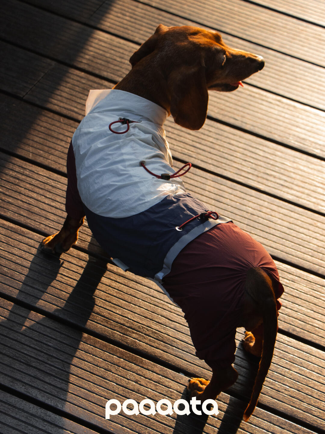 Dachshund Jacket