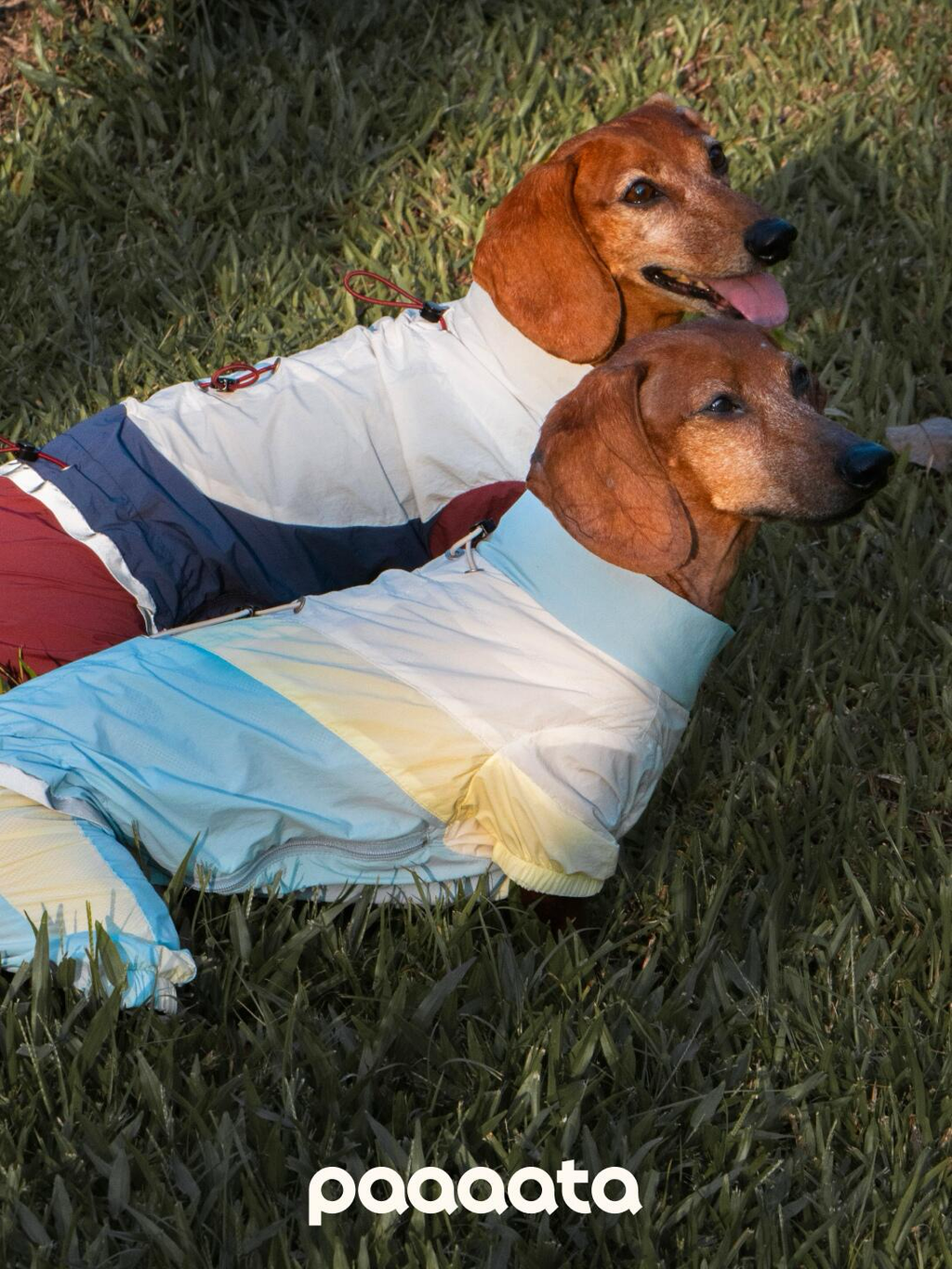 Dachshund Jacket