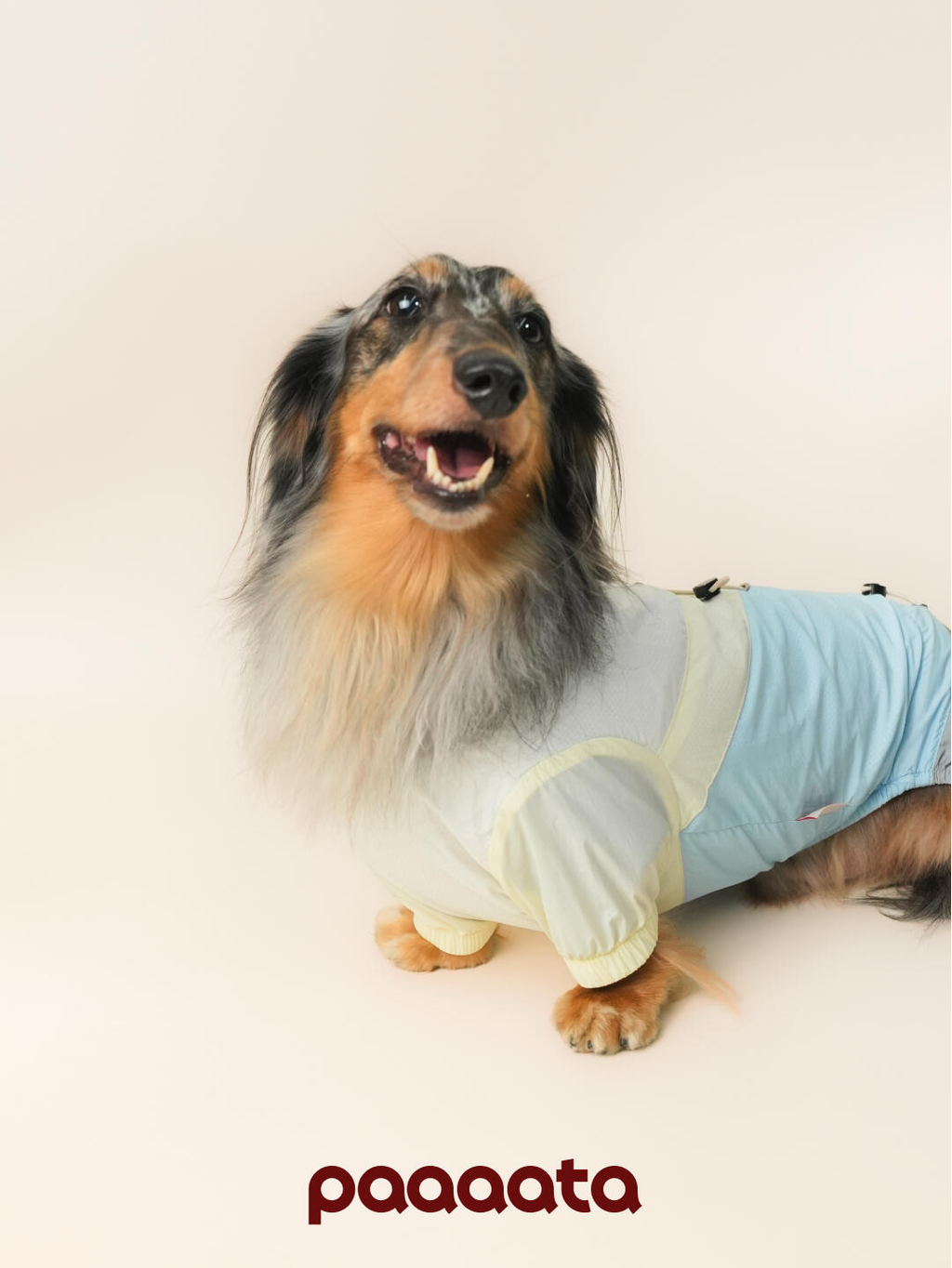 Dachshund Jacket
