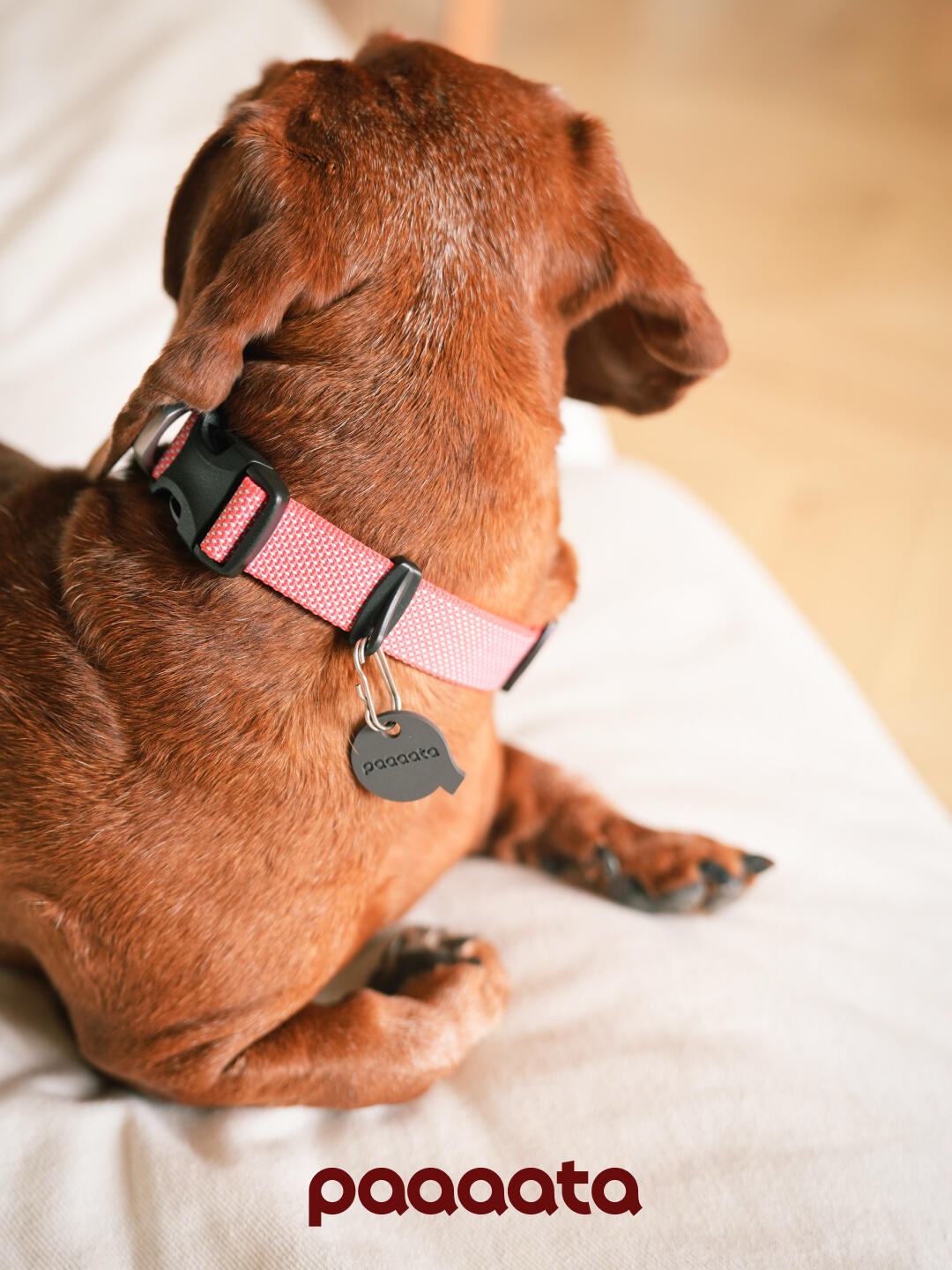 Lightweight Dog Collar