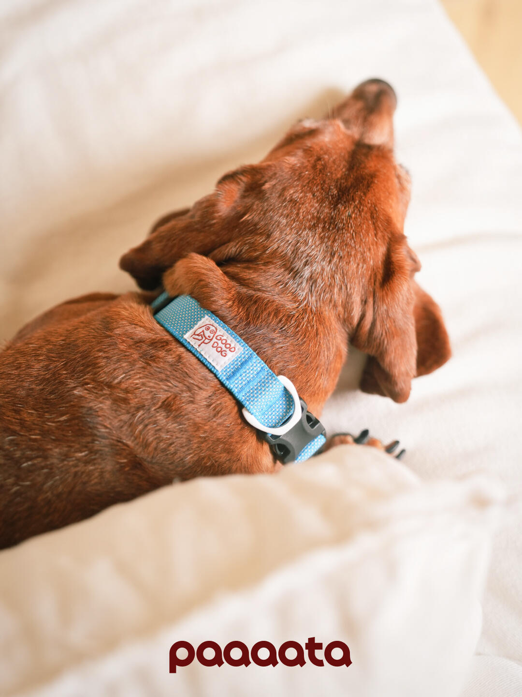 Lightweight Dog Collar