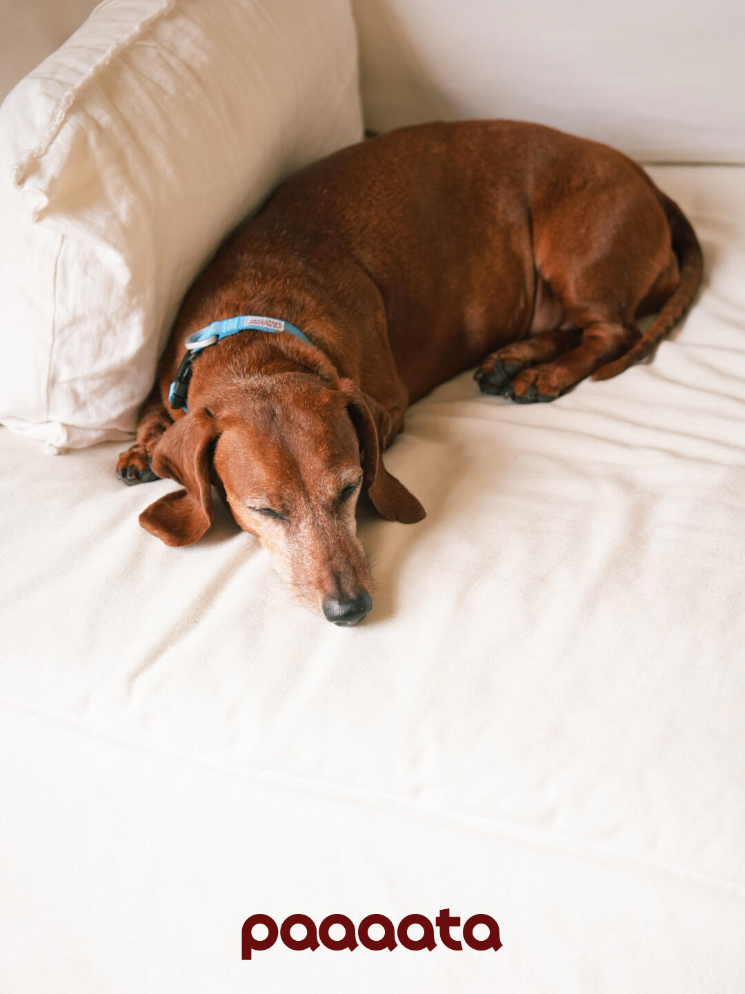 Lightweight Dog Collar