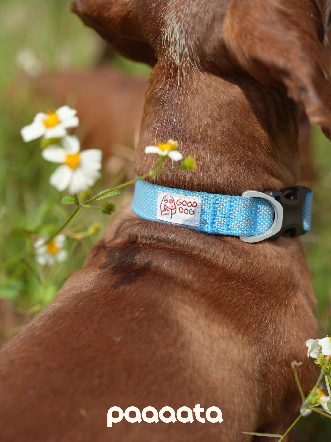 Lightweight Dog Collar