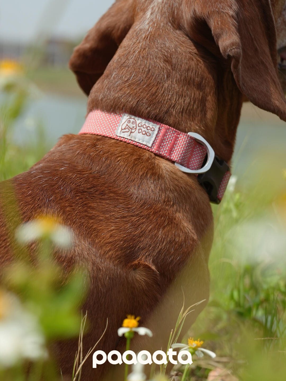 Lightweight Dog Collar