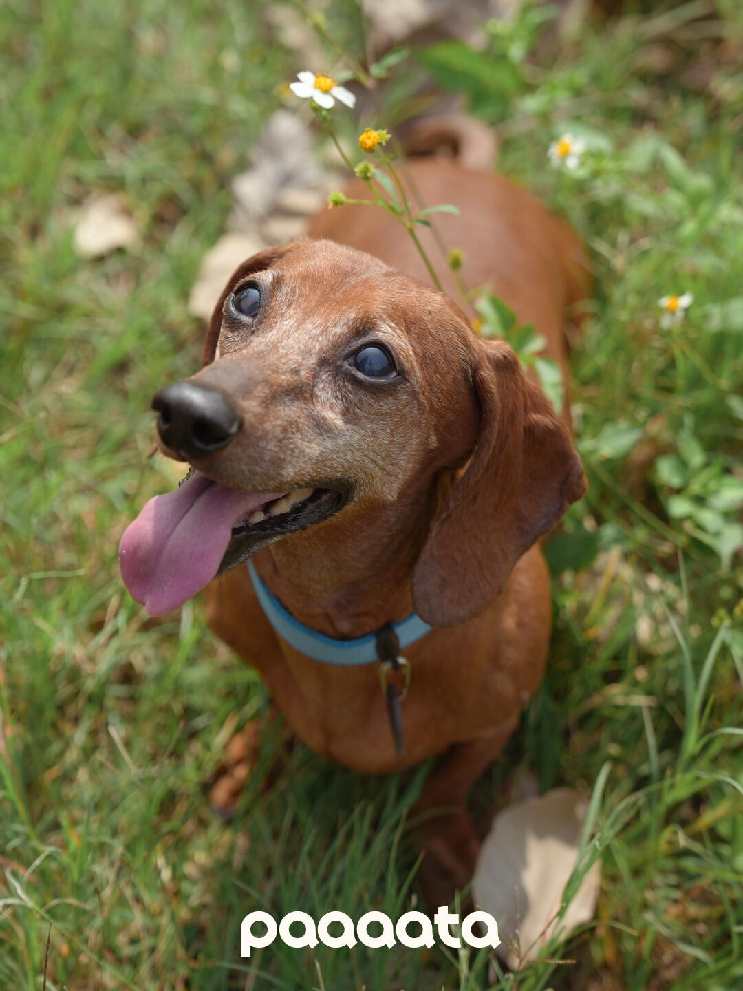 Lightweight Dog Collar