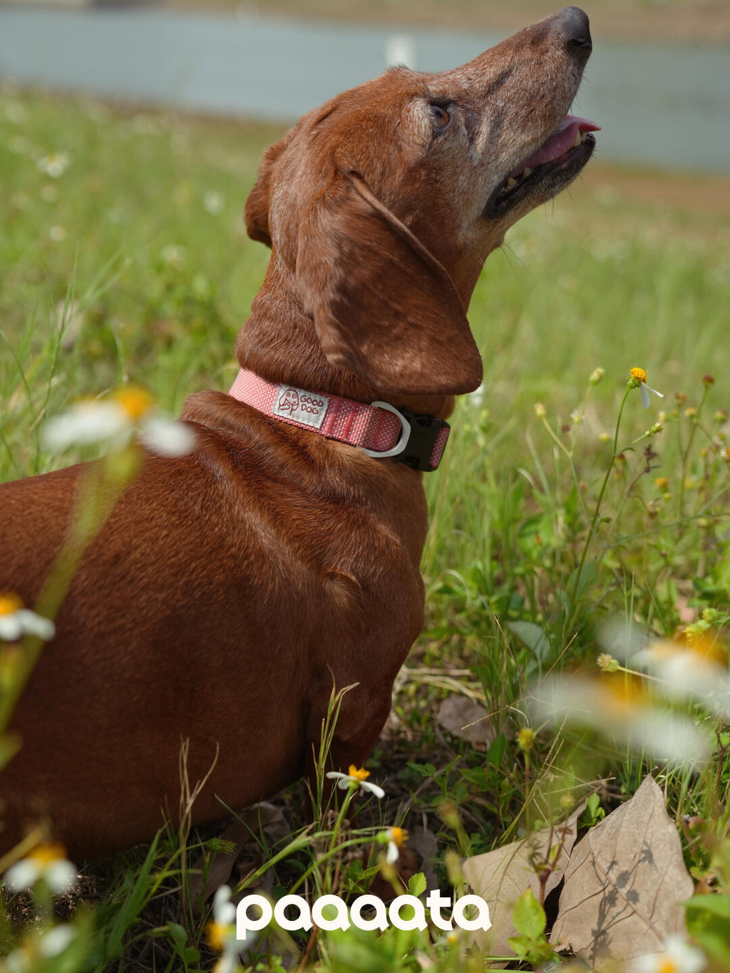 Lightweight Dog Collar