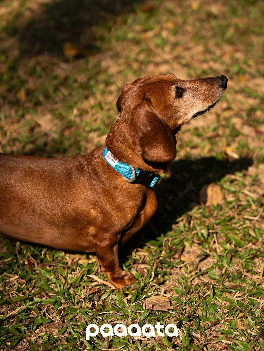 Lightweight Dog Collar