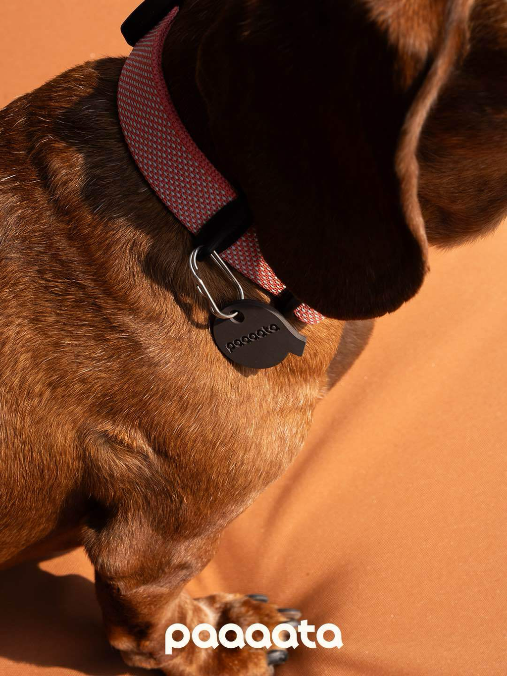 Lightweight Dog Collar