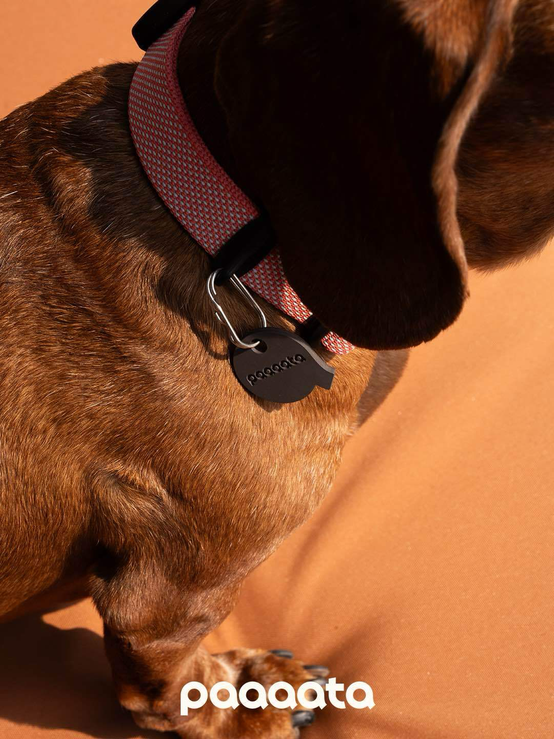 Lightweight Dog Collar
