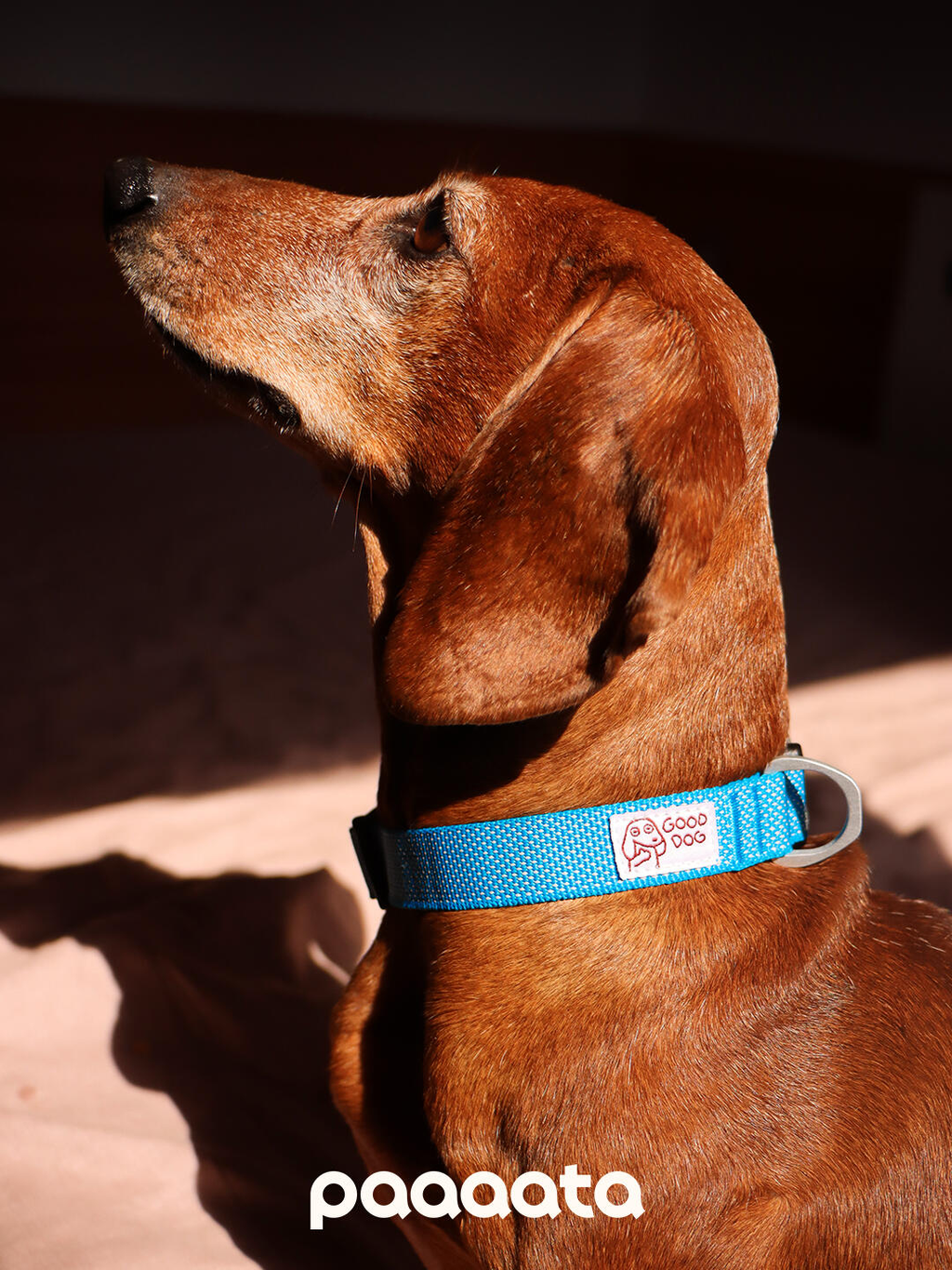 Lightweight Dog Collar
