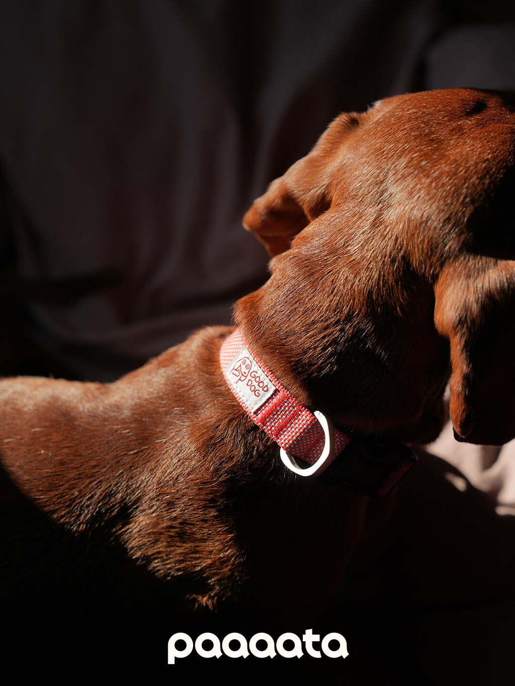 Lightweight Dog Collar