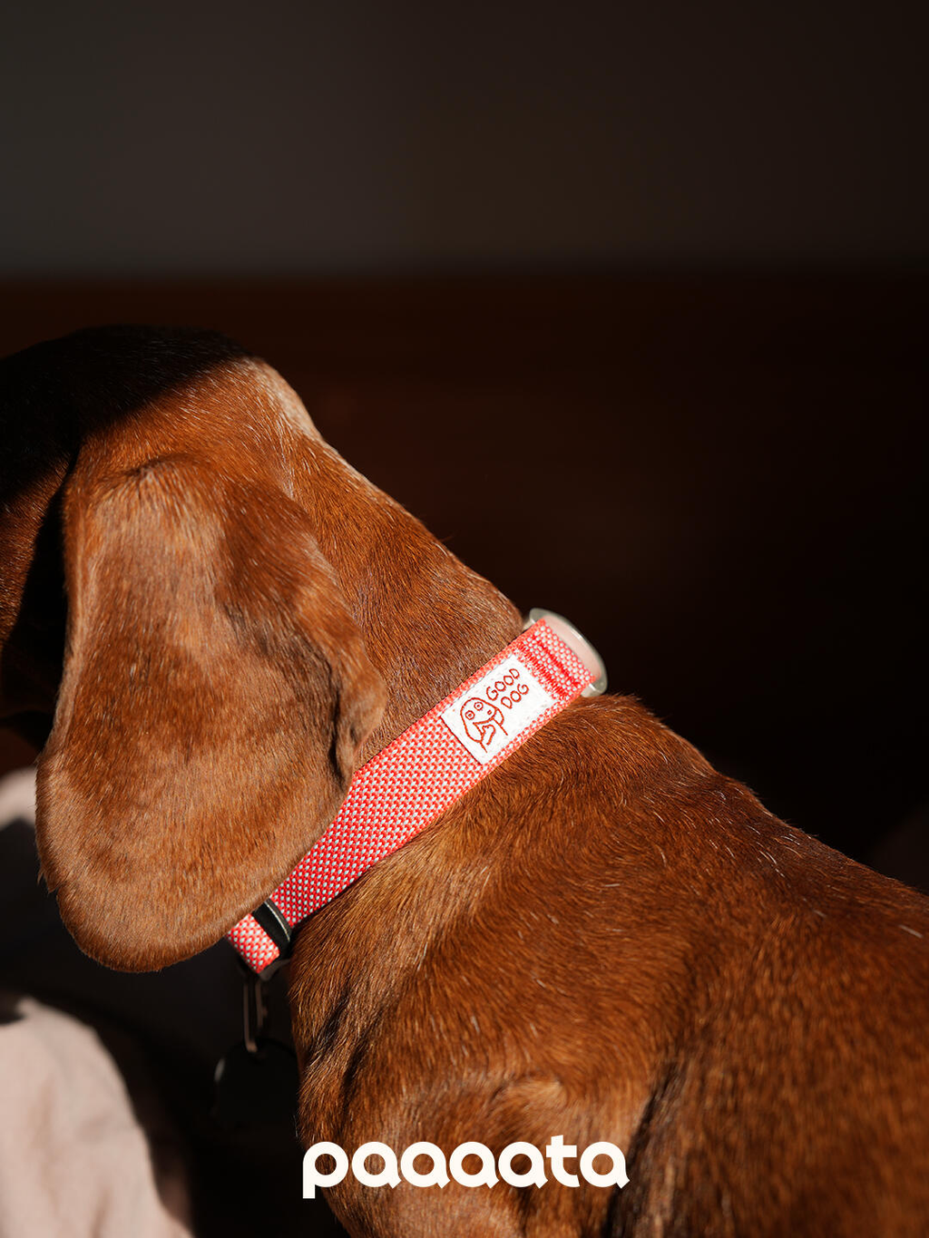 Lightweight Dog Collar