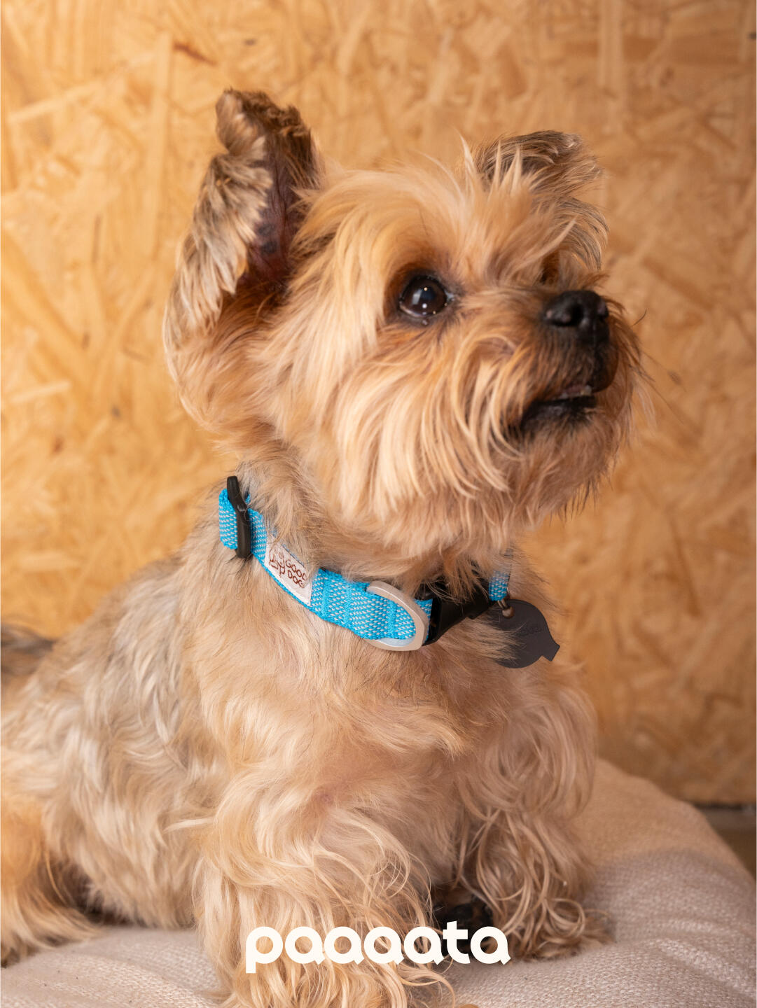 Lightweight Dog Collar