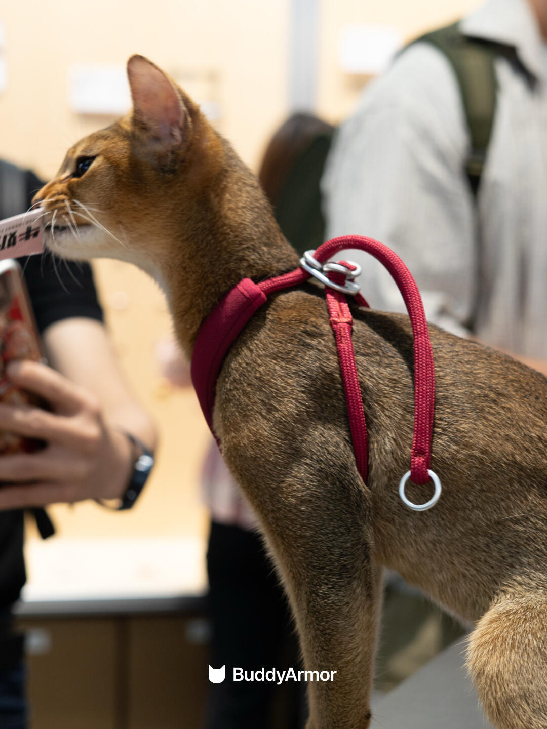 Escape-Proof Y-Shape Harness