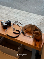 8-Shape Escape-Proof Cat Harness