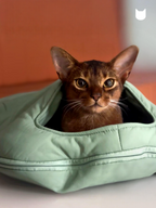 Cat peeking out from a green pet bed with a blurred background