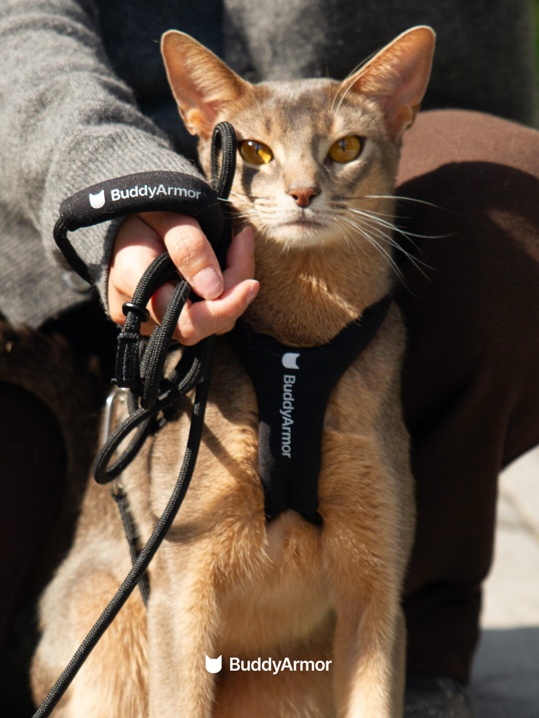 Escape-Proof Y-Shape Harness