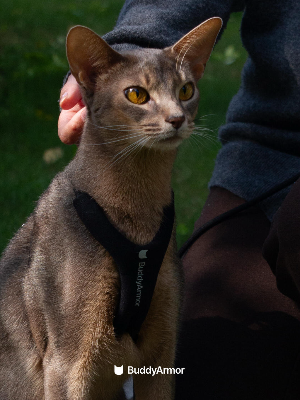 Escape-Proof Y-Shape Harness