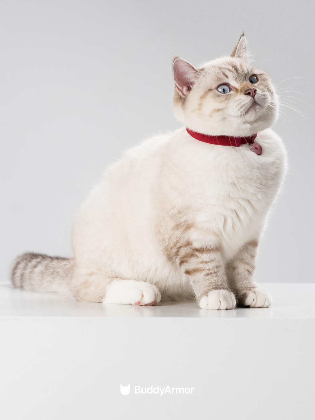 Safety Cat Collar Pro