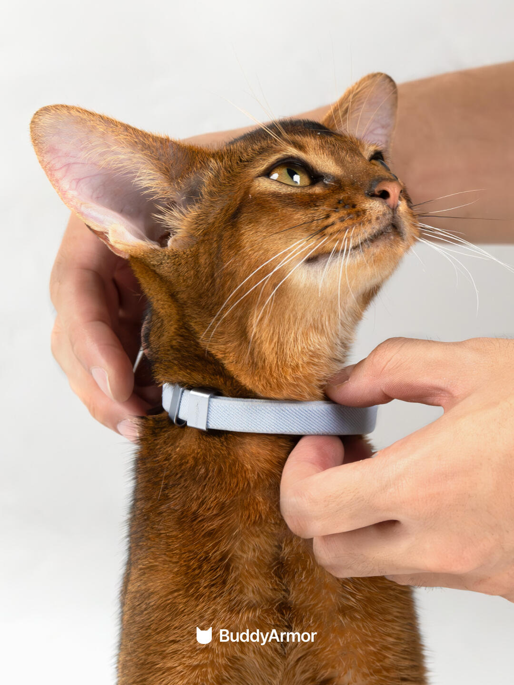 Safety Cat Collar Pro