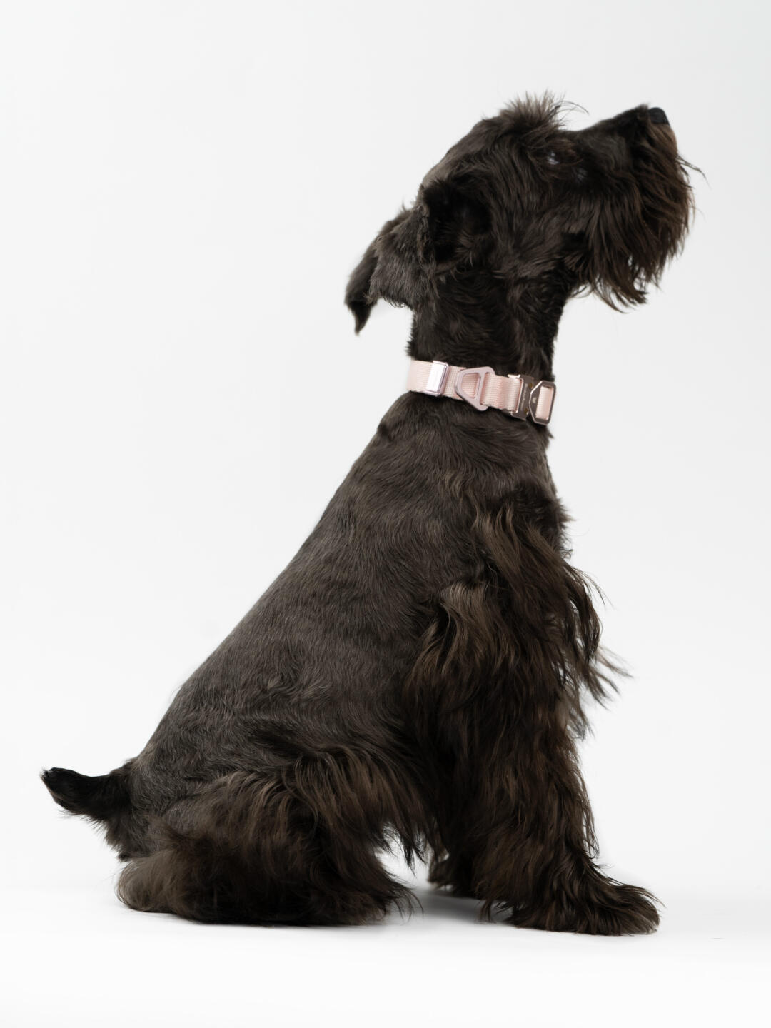 Light Alloy Dog Collar Pro