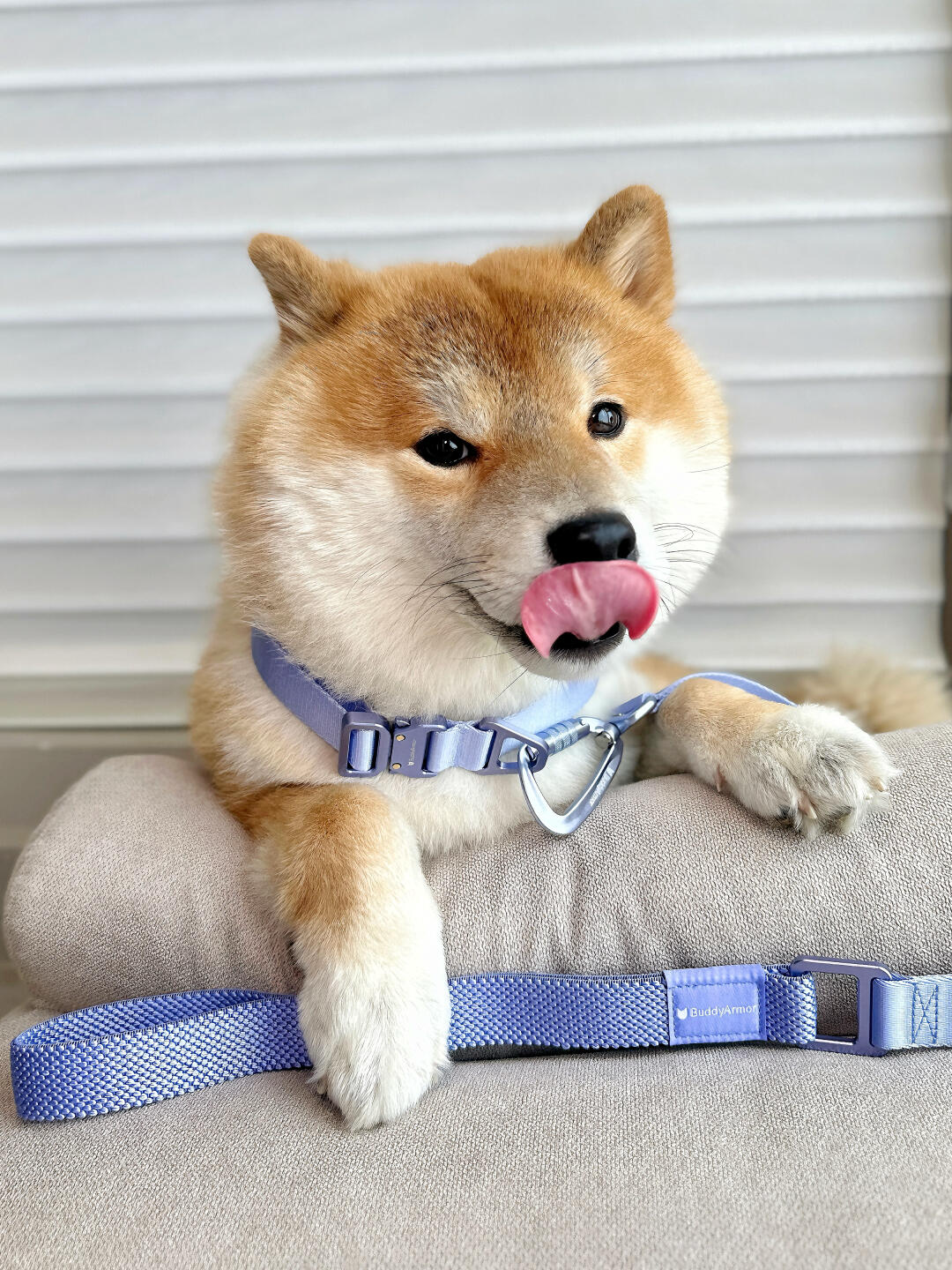 Light Alloy Dog Collar Pro