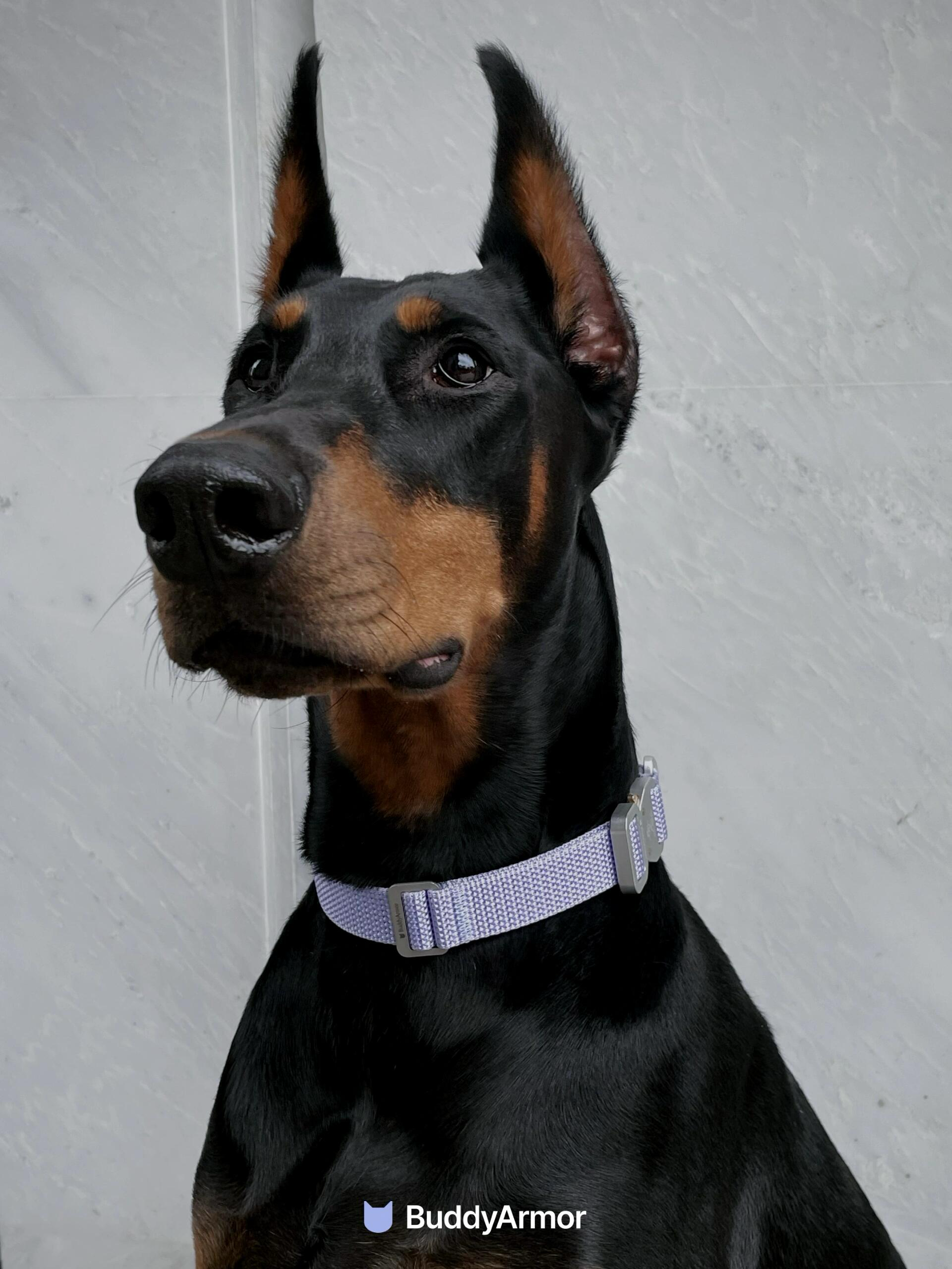 Light Alloy Dog Collar Pro