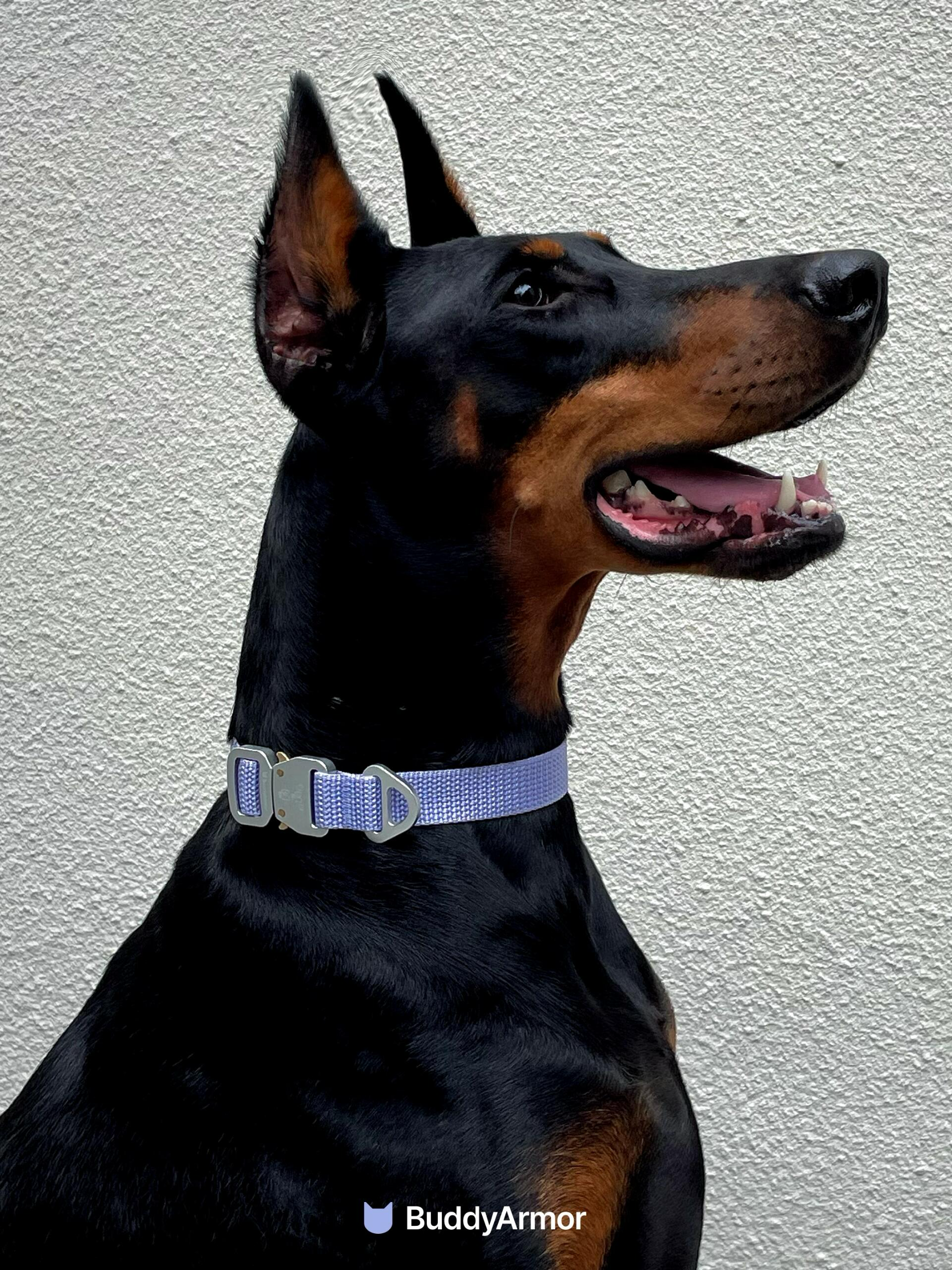 Light Alloy Dog Collar Pro