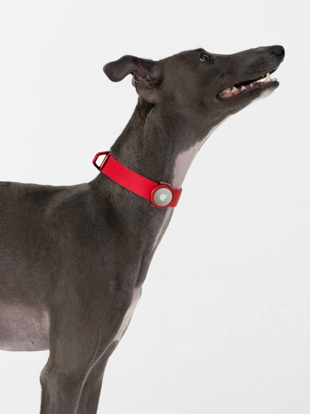 Lightweight Alloy Collar Pro + Airtag Holder