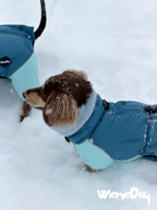 Dachshund Winter Jacket