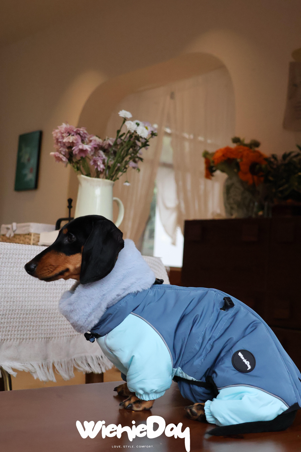 Dachshund Winter Jacket