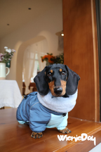 Dachshund Winter Jacket