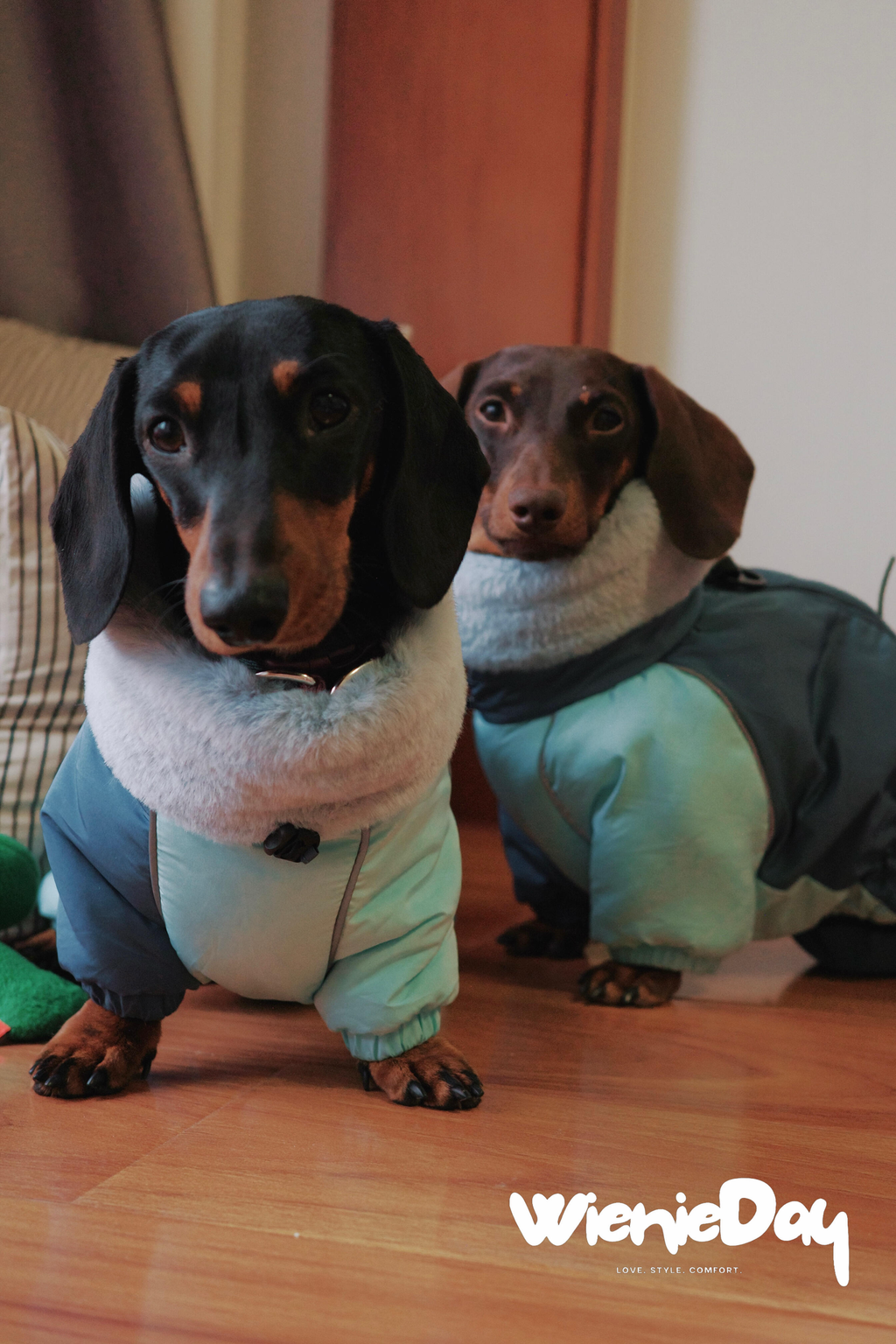 Dachshund Winter Jacket
