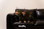 Waterproof Dachshund Rain Jacket