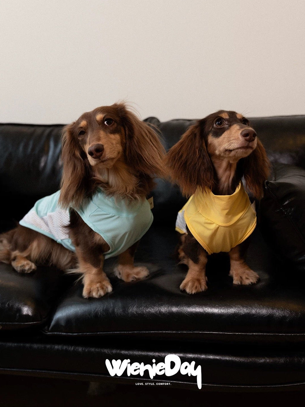 Two dachshunds wearing colorful shirts sitting on a black leather couch with 'Wienieday' branding.