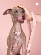 Light Alloy Dog Leash